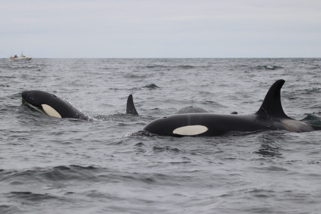 killer whales in Iceland