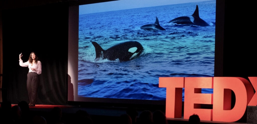 Anais Remlil TED talk
