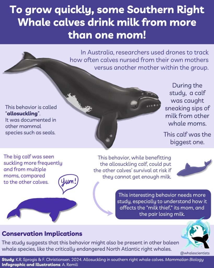 right whale calves